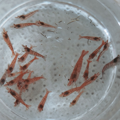 RedCherry Declassées