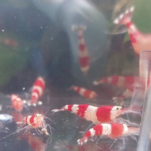 Caridina Crystal Red (CRS) lot de 12  (sur sol neutre et/ou sol technique)