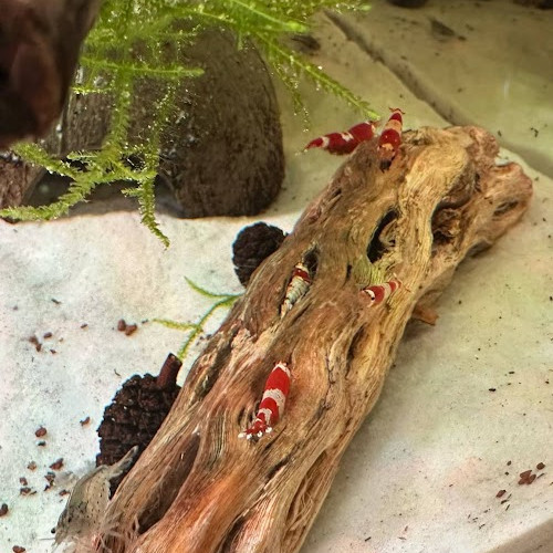 Caridina Crystal Red (CRS) lot de 12  (sur sol neutre et/ou sol technique)