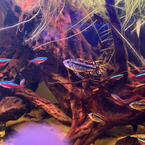DON Apistogramma cacatuoides jeune MALE uniquement
