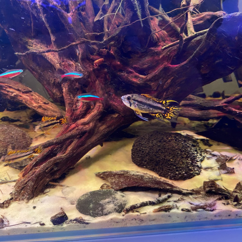 DON Apistogramma cacatuoides jeune MALE uniquement