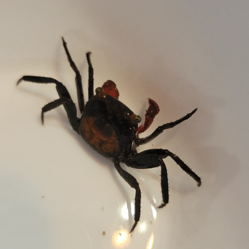 Crabe vampire (geosesarma dennerle)