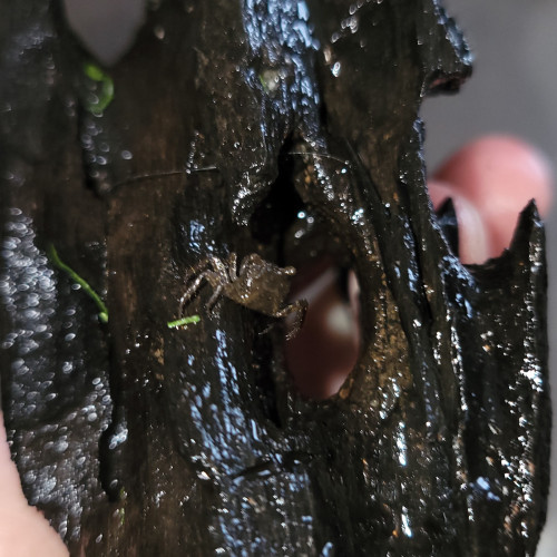 Crabe vampire (geosesarma dennerle)