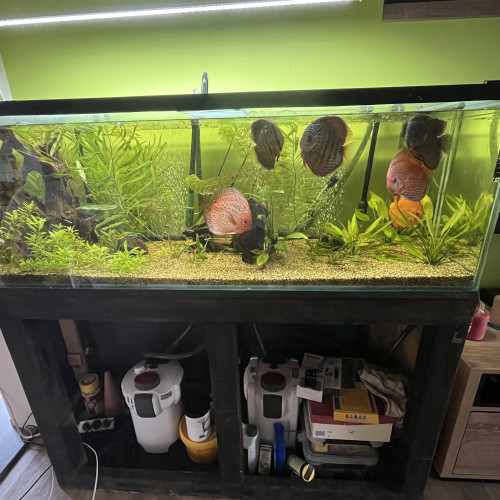 Discus adultes