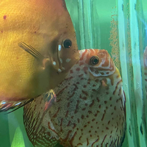 Discus adultes
