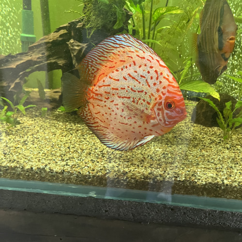 Discus adultes