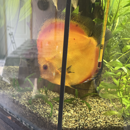 Discus adultes