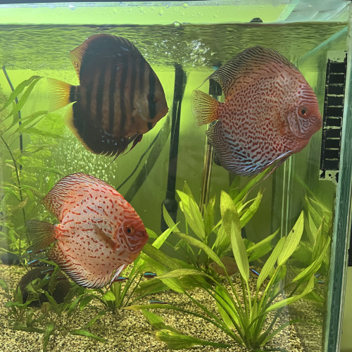 Discus adultes