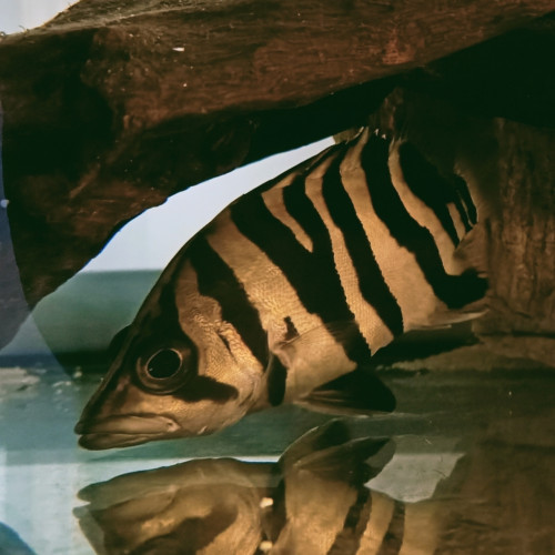 Datnioide microlepis 15 cm
