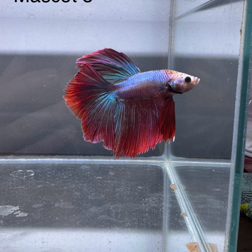 Betta mascots