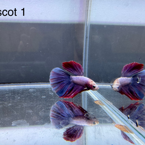Betta mascots