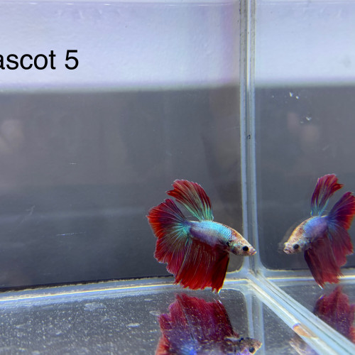 Betta mascots