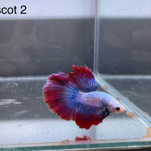Betta mascots