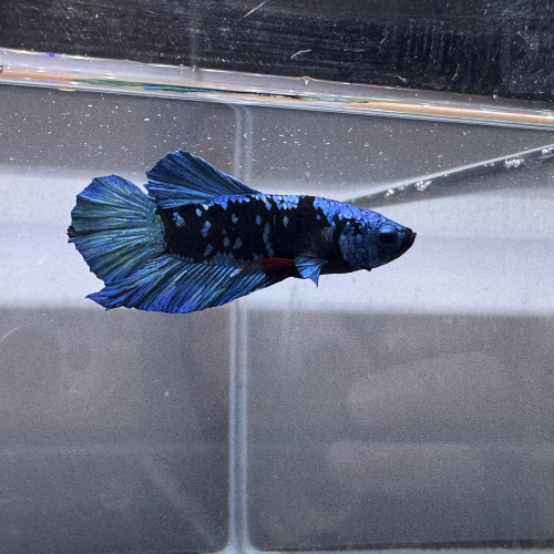 Betta avatar