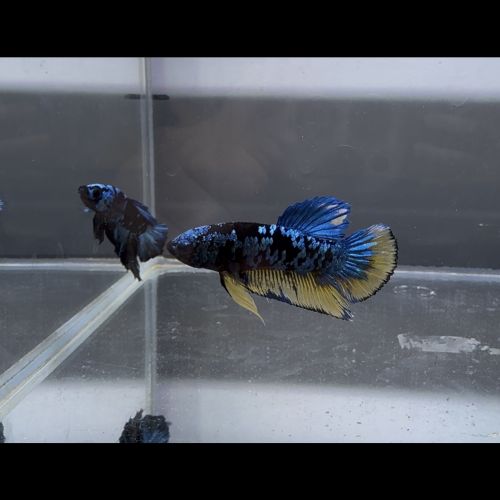 Betta avatar