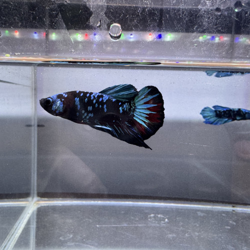 Betta avatar