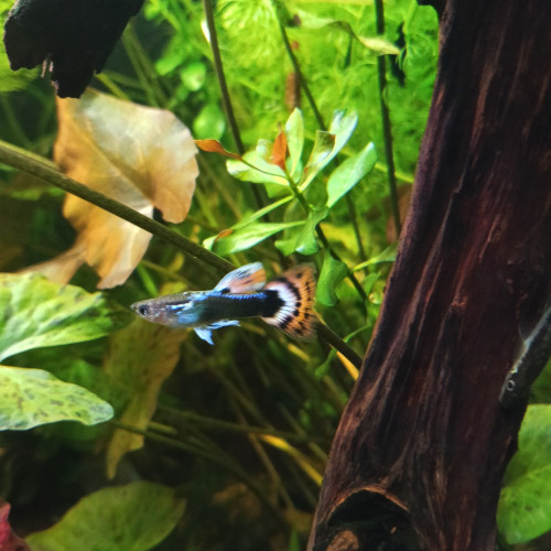 Guppy - jeunes et alevins