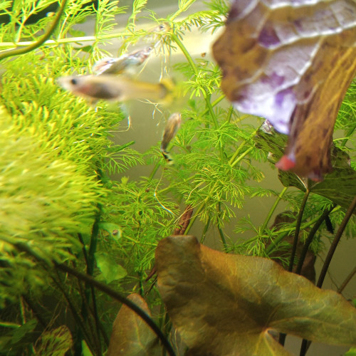 Guppy - jeunes et alevins