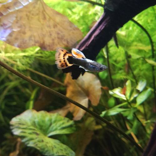 Guppy - jeunes et alevins