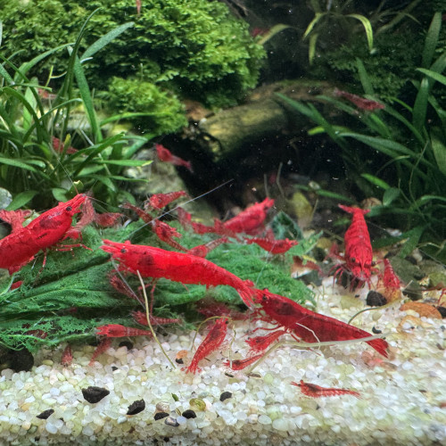 Crevette Heteropoda Red Sakura