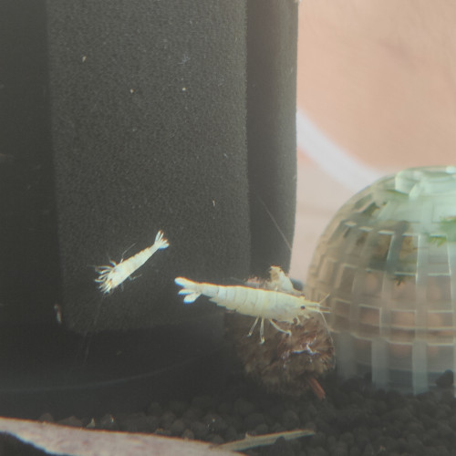 Snow white caridina logemanni
