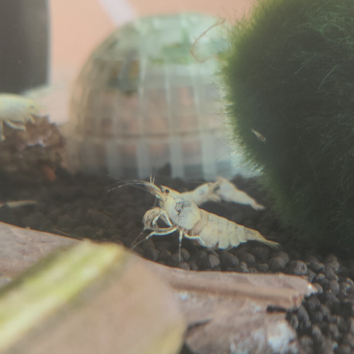 Snow white caridina logemanni