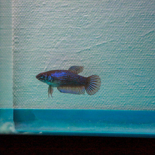 Lot Femelles Betta