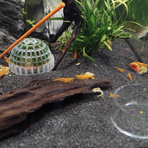Crevettes yellow