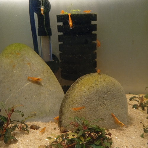 Neocaridina orange ?