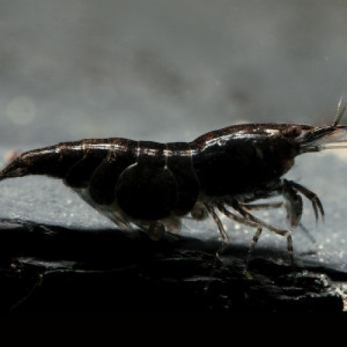 Crevettes Black Sakura