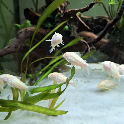 Corydoras aneus albinos