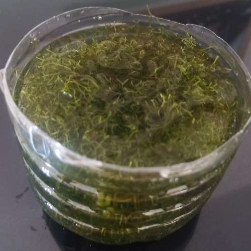 Riccia fluytens