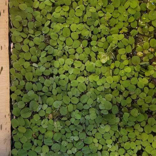 Donne plante flottante