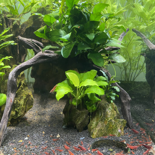 Crevette Neocaridina red fire