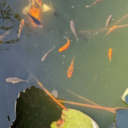 Alevins de poissons rouges