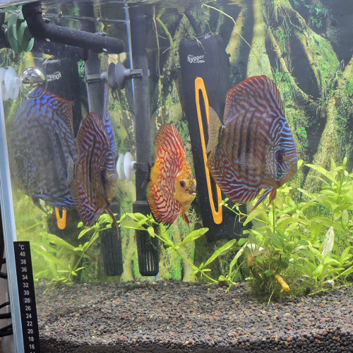 discus cichlides