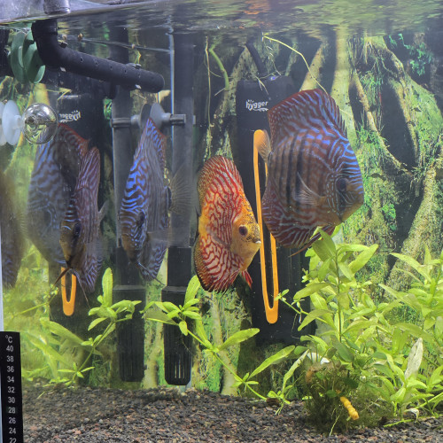 discus cichlides
