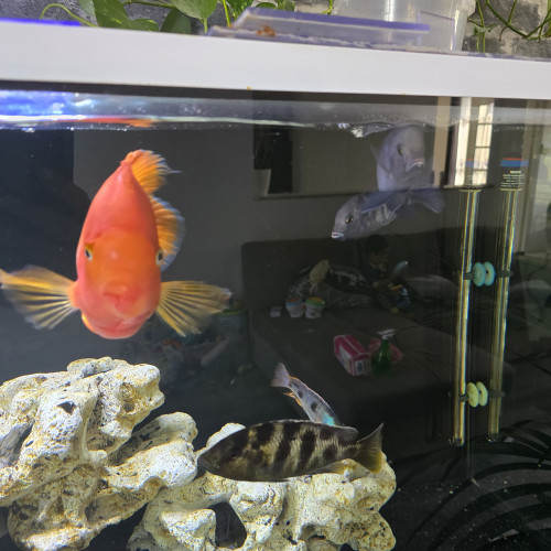 discus cichlides