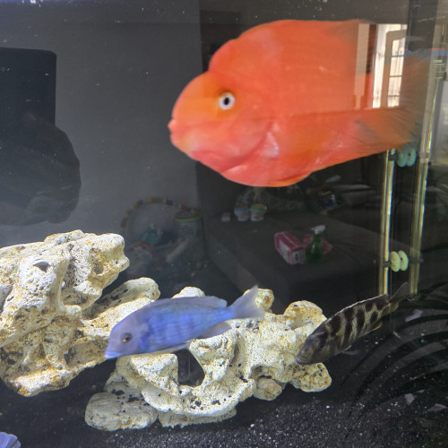 discus cichlides