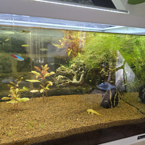 discus cichlides