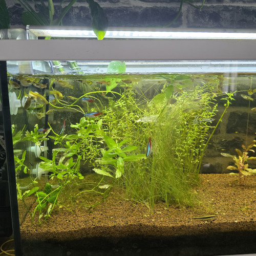 discus cichlides