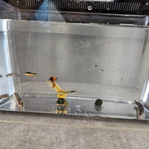 Vend lot de poissons