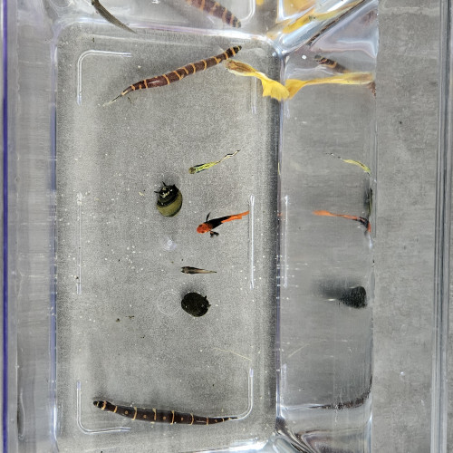 Vend lot de poissons