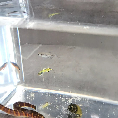Vend lot de poissons