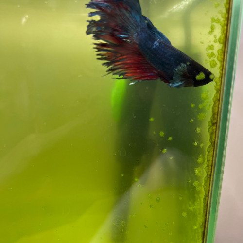 Betta poisson combattant