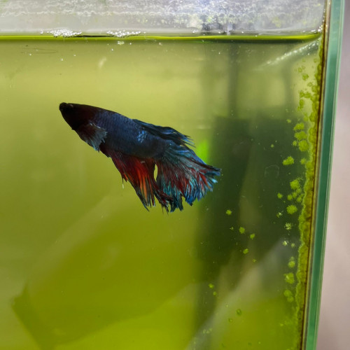 Betta poisson combattant
