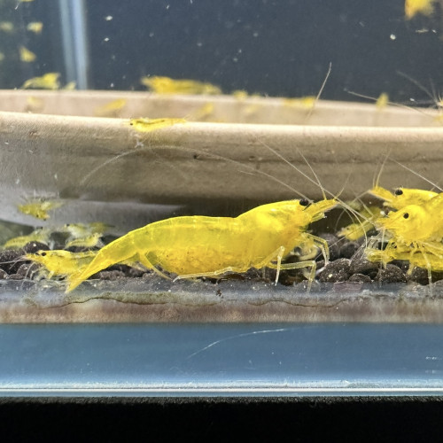 Crevettes Caridina Yellow King Kong