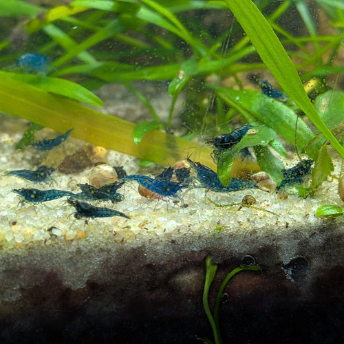 Crevettes blue velvet
