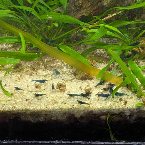 Crevettes blue velvet