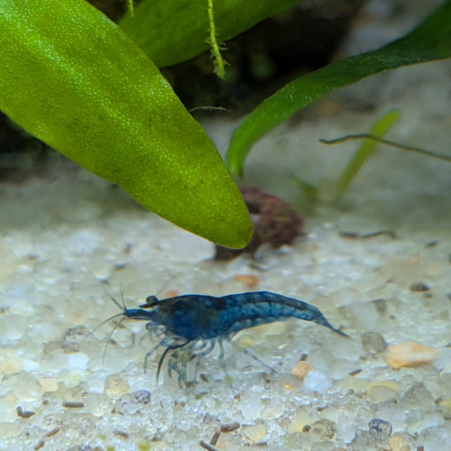 Crevettes blue velvet